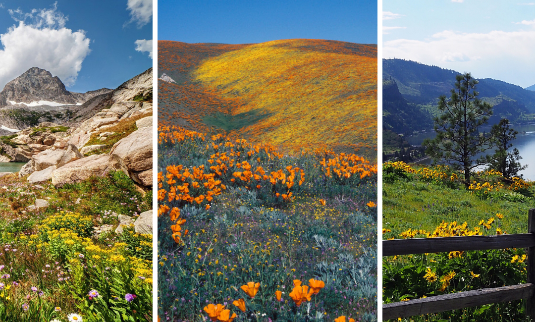 Best Spring Hikes for Wildflowers Around the US