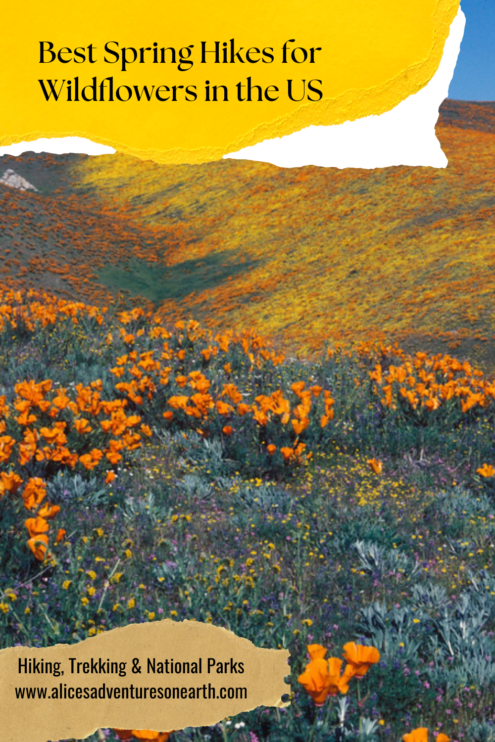 Explore the best hikes in the US for wildflowers and spring views #hiking #wildflowers #spring 