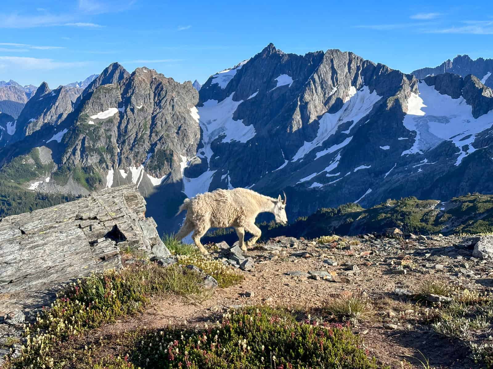 Mountain goat on cascade Pass on the way to the Sahale Glacier 