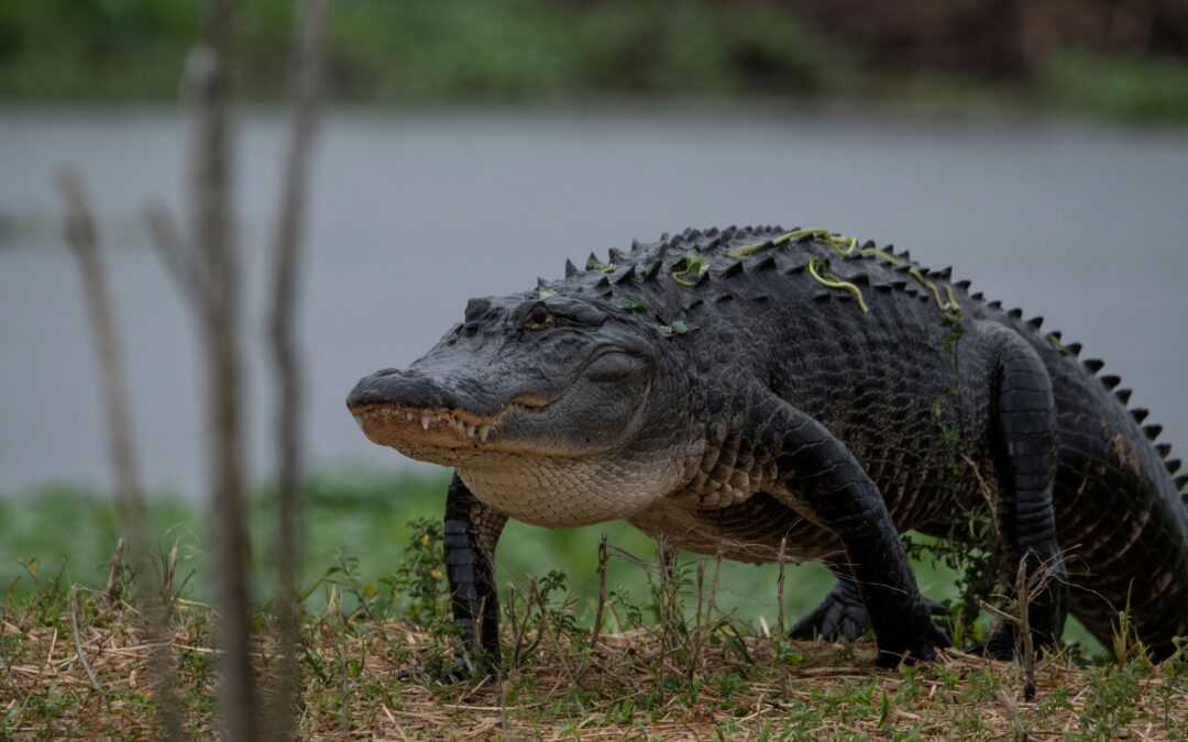 The Best Everglades Tour Guides to See Alligators