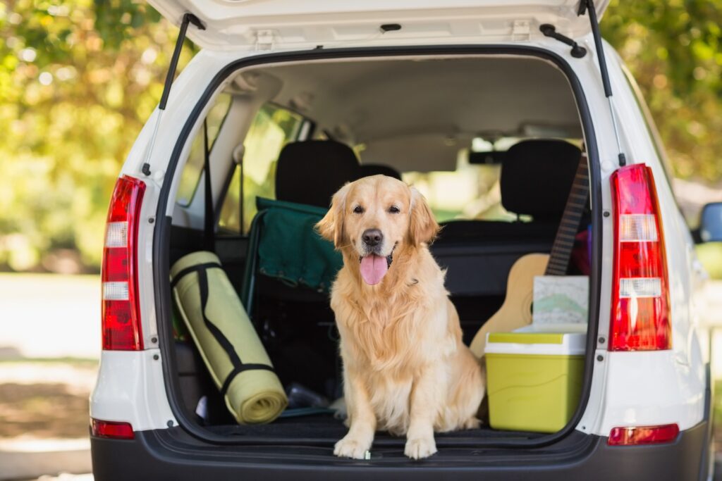 Golden Retriever dog sits in the back of a car packed for a road trip through U.S. national parks with sleeping mat, cooler, and bags loaded into the trunk