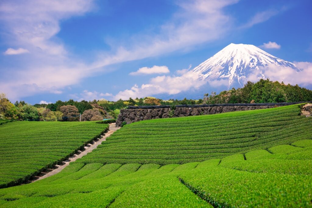 Mt. Fuji and green tea fields in the foreground, like I toured during my solo traveling in Japan trip through Shizuoka to meet a green tea farmer