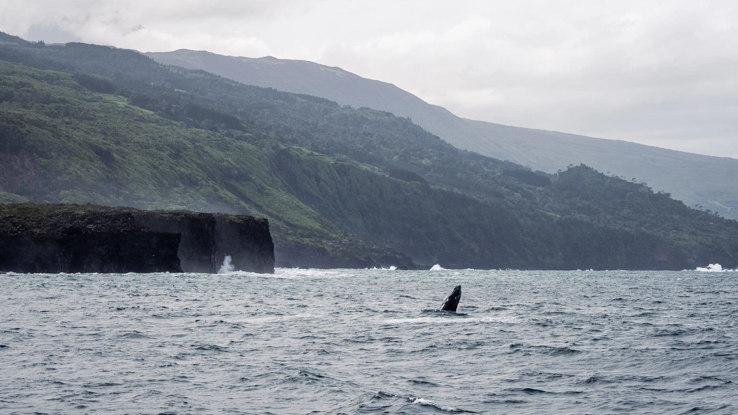 A whale’s fin breaking the surface beneath green Azores sea cliffs