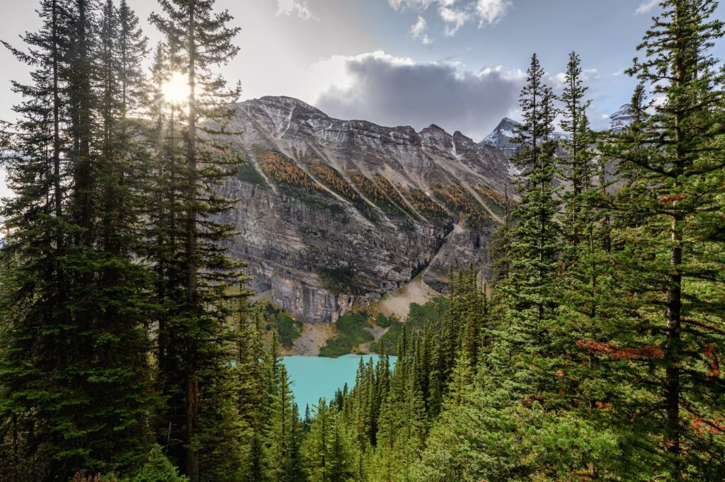 Banff National Park, a stop on a 7-day northwestern national park road trip, seen through pine trees with the Canadian Rockies and Lake Louise in the background