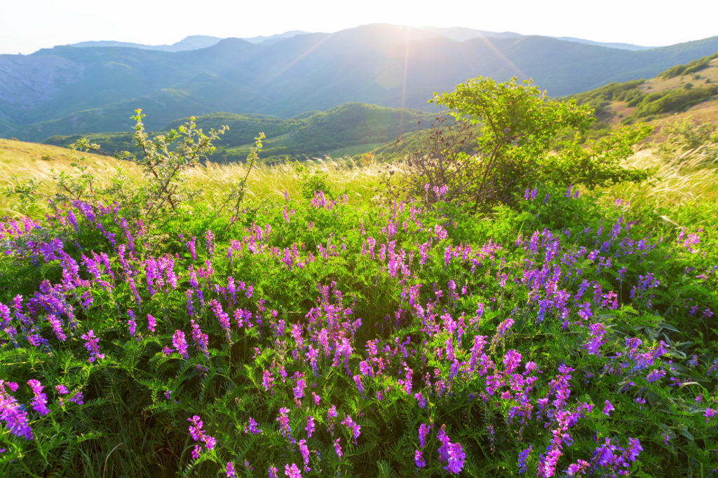 Wildflowers Shenandoah National Park